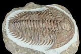 Lower Cambrian Trilobite (Longianda) - Issafen, Morocco #183631-5